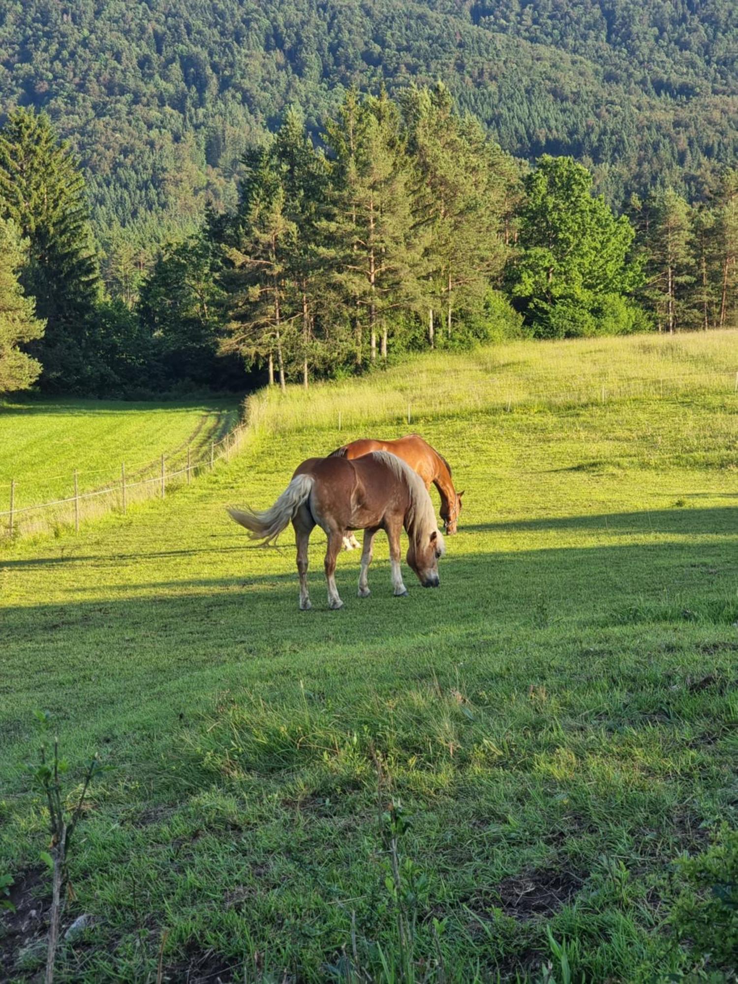 Notranjska Hisa - Traditional Country House, Close To The World Attraction Cerknica Lake Villa Begunje pri Cerknici Exterior photo